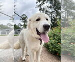 Small #3 Great Pyrenees
