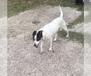 Rat Terrier-Unknown Mix Dogs for adoption in Oakhurst, NJ, USA