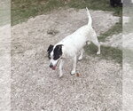 Small Rat Terrier Mix