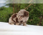 Small #3 ShihPoo