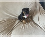 Small Bulldog