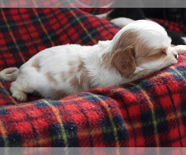 Medium Photo #4 Cavalier King Charles Spaniel Puppy For Sale in CARLISLE, KY, USA