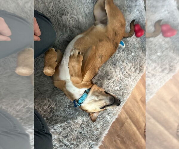 Medium Photo #3 Mutt Puppy For Sale in Springdale, PA, USA