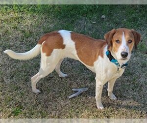 Labrador Retriever-Treeing Walker Coonhound Mix Dogs for adoption in Tallahassee, FL, USA