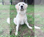 Small #4 Great Pyrenees
