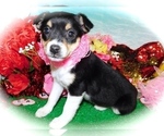 Small Photo #2 Jack Russell Terrier Puppy For Sale in HAMMOND, IN, USA