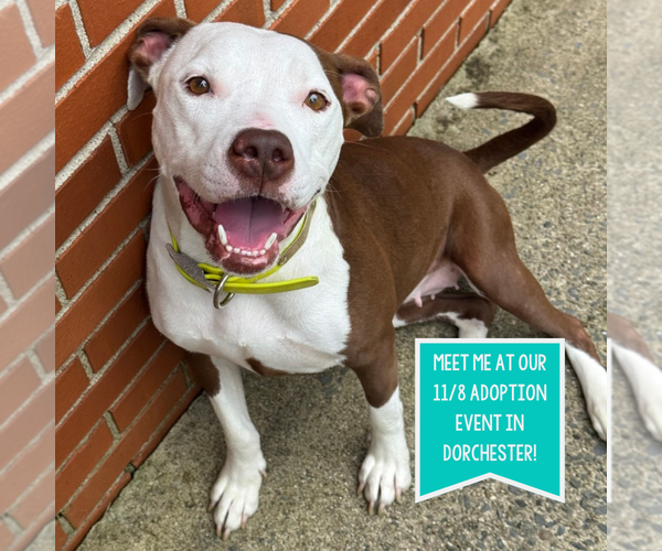 Medium Photo #1 American Pit Bull Terrier-Unknown Mix Puppy For Sale in Boston, MA, USA