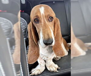 Basset Hound Dogs for adoption in Deepwater, NJ, USA
