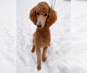 Mother of the Poodle (Standard) puppies born on 09/18/2025