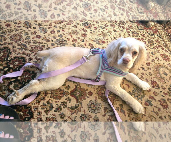 Medium Photo #1 Cocker Spaniel-Unknown Mix Puppy For Sale in Bedford, VA, USA