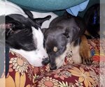 Small Photo #16 Rat Terrier-Unknown Mix Puppy For Sale in Columbus, IN, USA