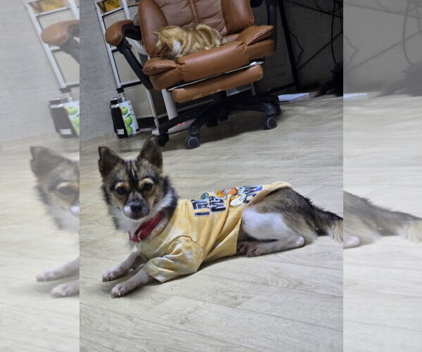 Medium Photo #2 Chihuahua-Unknown Mix Puppy For Sale in Agoura Hills, CA, USA