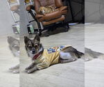 Small #1 Chihuahua Mix