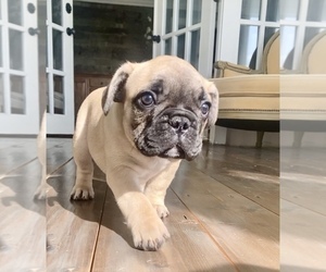 French Bulldog Puppy for Sale in WARTRACE, Tennessee USA