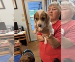 Small #3 Dachshund