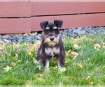 Small #7 Schnauzer (Miniature)