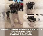 Puppy Parti boy Schnauzer (Miniature)