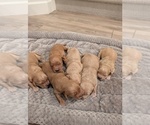 Small #4 Golden Retriever