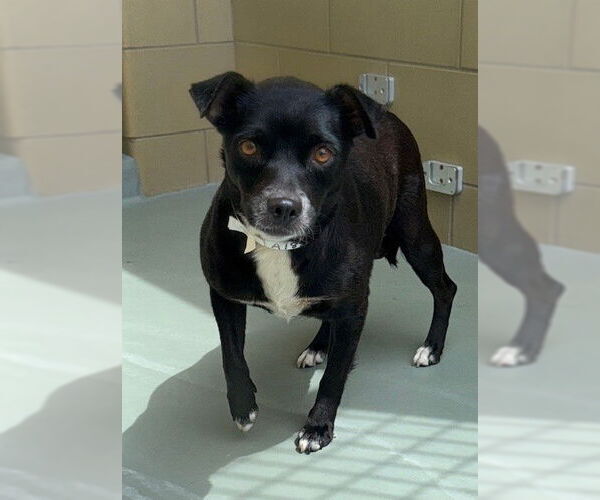 Medium Photo #1 Chihuahua-Unknown Mix Puppy For Sale in Riverside, CA, USA