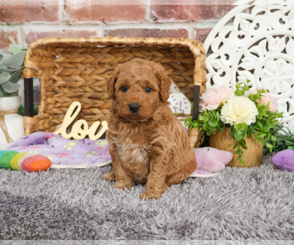 Medium Photo #18 Goldendoodle Puppy For Sale in SYRACUSE, IN, USA