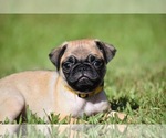Image preview for Ad Listing. Nickname: Honey Bee