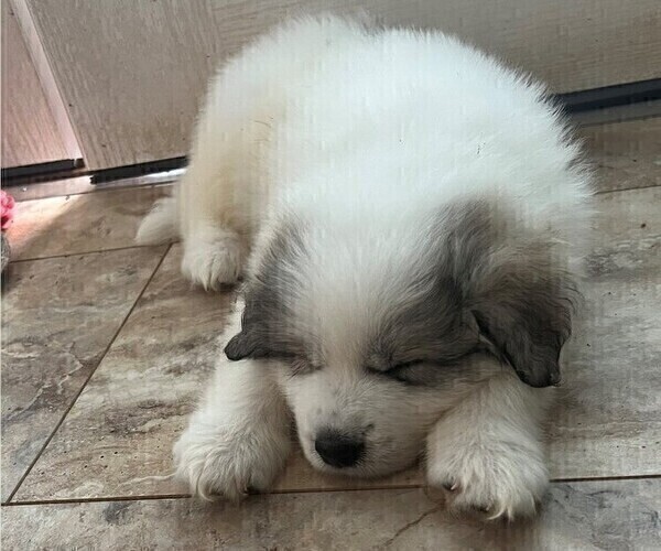 Medium Photo #2 Great Pyrenees Puppy For Sale in MOUNT AIRY, NC, USA