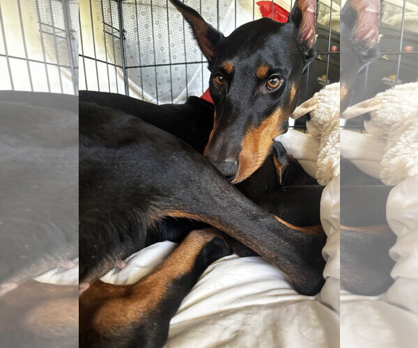 Medium Photo #6 Doberman Pinscher Puppy For Sale in Buffalo, MN, USA