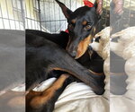 Small #5 Doberman Pinscher