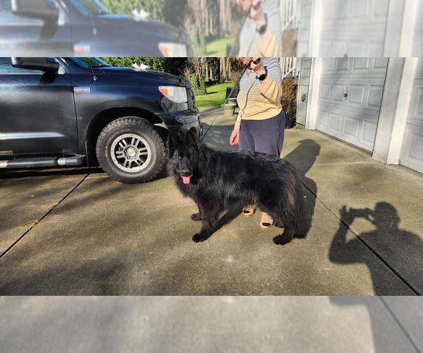 Medium Photo #3 German Shepherd Dog Puppy For Sale in LAKE STEVENS, WA, USA