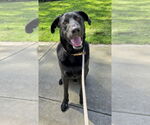 Small Labrador Retriever Mix