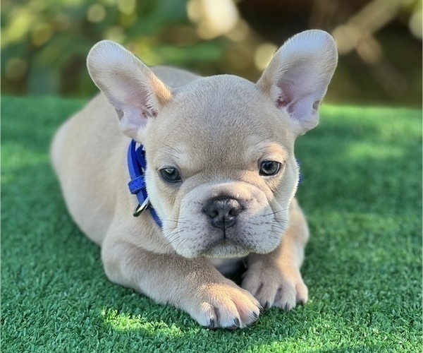 Medium Photo #2 French Bulldog Puppy For Sale in PALM BAY, FL, USA