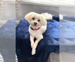 Small Maltese