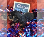 Small #3 Yorkshire Terrier
