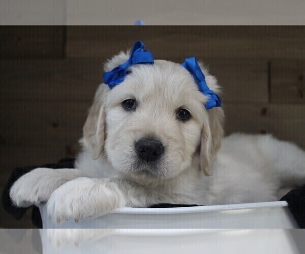Medium Photo #1 English Cream Golden Retriever Puppy For Sale in MESA, AZ, USA
