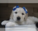 Small Photo #1 English Cream Golden Retriever Puppy For Sale in MESA, AZ, USA