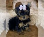 Small #10 Yorkshire Terrier