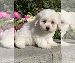 Small #1 Coton de Tulear