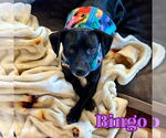 Small #1 Chiweenie
