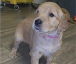 Puppy Dark Pink Golden Irish-Golden Retriever Mix