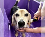 Small #4 Beagle