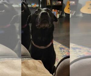 Labrador Retriever-Unknown Mix Dogs for adoption in San Antonio, TX, USA