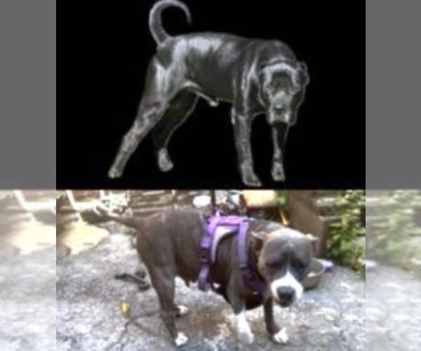 Medium Photo #1 American Bully-Cane Corso Mix Puppy For Sale in BRONX, NY, USA