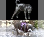 Small Photo #1 American Bully-Cane Corso Mix Puppy For Sale in BRONX, NY, USA