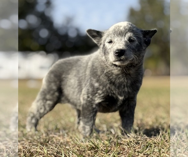 Medium Photo #1 Australian Cattle Dog Puppy For Sale in ZOLFO SPRINGS, FL, USA