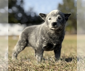 Australian Cattle Dog Puppy for sale in ZOLFO SPRINGS, FL, USA