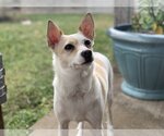 Small #7 Chihuahua Mix