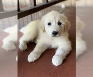 Golden Retriever Puppy for sale in THOUSAND OAKS, CA, USA