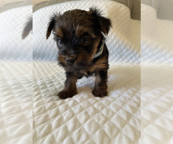Full screen Photo #17 Yorkshire Terrier Puppy For Sale in ORLANDO, FL, USA
