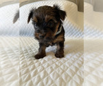 Small Photo #17 Yorkshire Terrier Puppy For Sale in ORLANDO, FL, USA