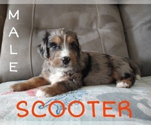 Aussiedoodle Miniature -Miniature Bernedoodle Mix Puppy for sale in LITTLE RIVER, SC, USA